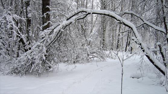 A photograph of a deciduous forest in the winter.